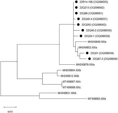 The detection and phylogenetic characterization of Cryptosporidium, Cystoisospora, and Giardia duodenalis of cats in South Korea